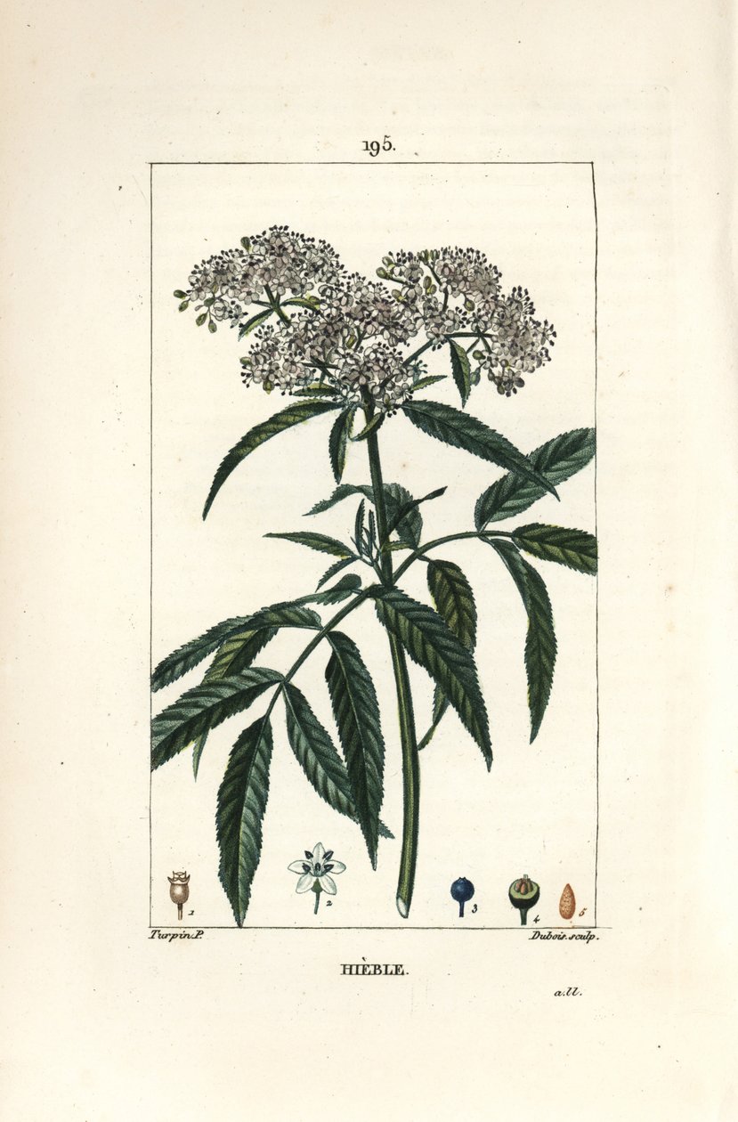 Sambuco nano - Sambuco nano, Sambucus humilis. Incisione a puntasecca colorata a mano di Lambert Junior da un disegno di Pierre Jean-Francois Turpin da 