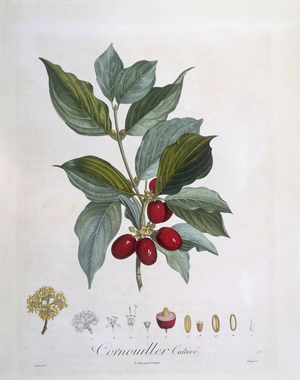 Corniolo europeo (Cornus mas), tavola botanica di Pierre Jean Francois Turpin da Pierre Jean Francois Turpin