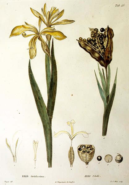 Iris fetido, inciso da L. J. Allais (incisione colorata a mano) da Pierre Jean Francois Turpin