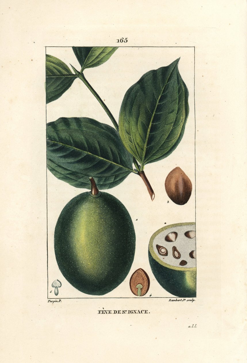 Fava di Sant