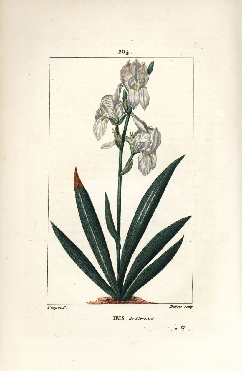 Iris fiorentino - Iris fiorentino, Iris florentina, fiore e foglia. Incisione a puntasecca colorata a mano di Dubois da un disegno di Pierre Jean-Francois Turpin da 