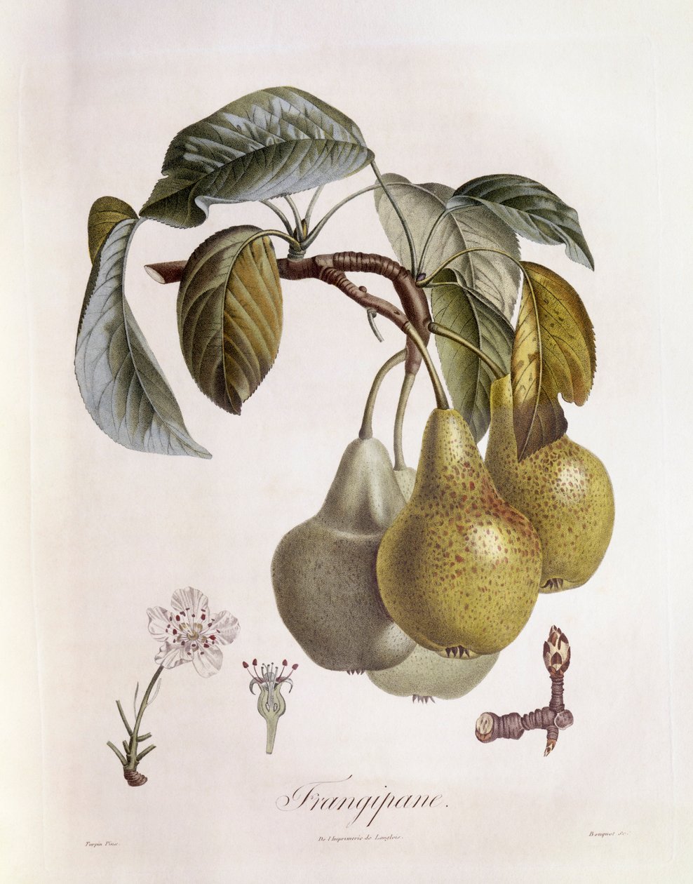 Frutti di frangipane (Plumeria), tavola botanica di Pierre Jean Francois Turpin da Pierre Jean Francois Turpin