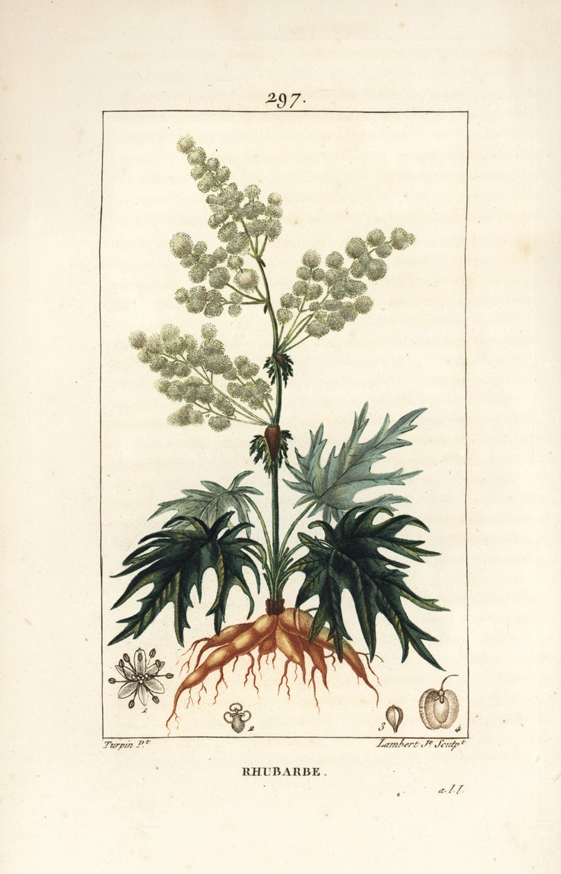 Rabarbaro da giardino - Rabarbaro, Rheum rhabarbarum (Rheum palmatum), con fiore, stelo, foglia, seme e radice da Pierre Jean Francois Turpin