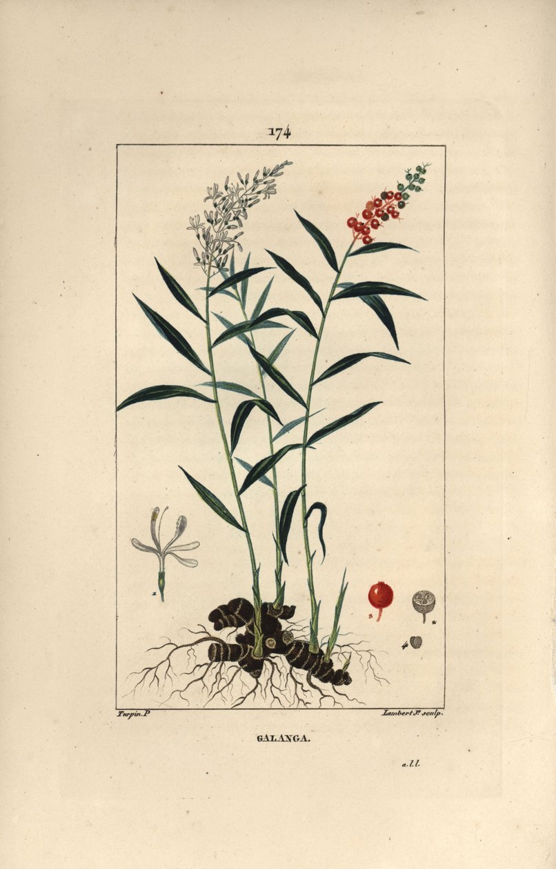 Grande galanga o Galanga - Maggiore o galanga tailandese, Alpinia galanga, con fiori, bacche, foglie e radice rizomatosa da Pierre Jean Francois Turpin