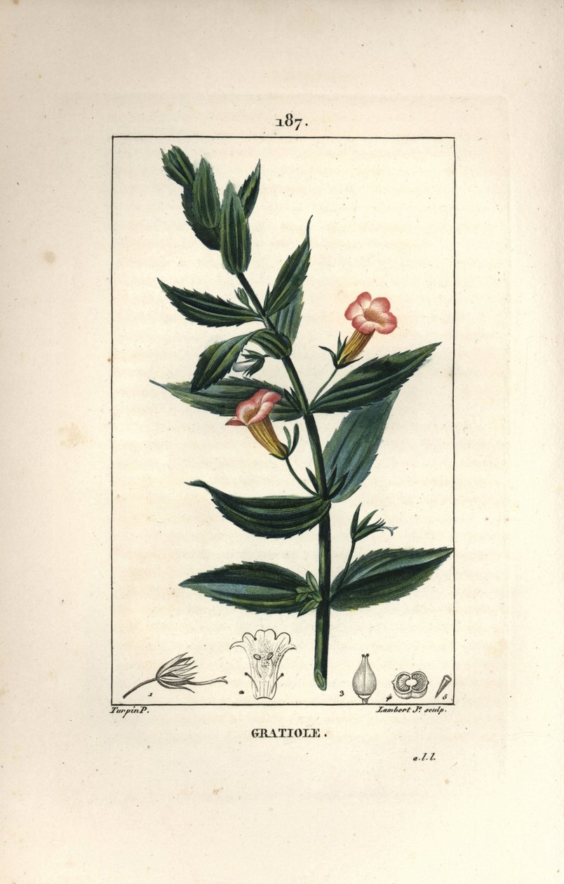 Gratiola officinale da Pierre Jean Francois Turpin