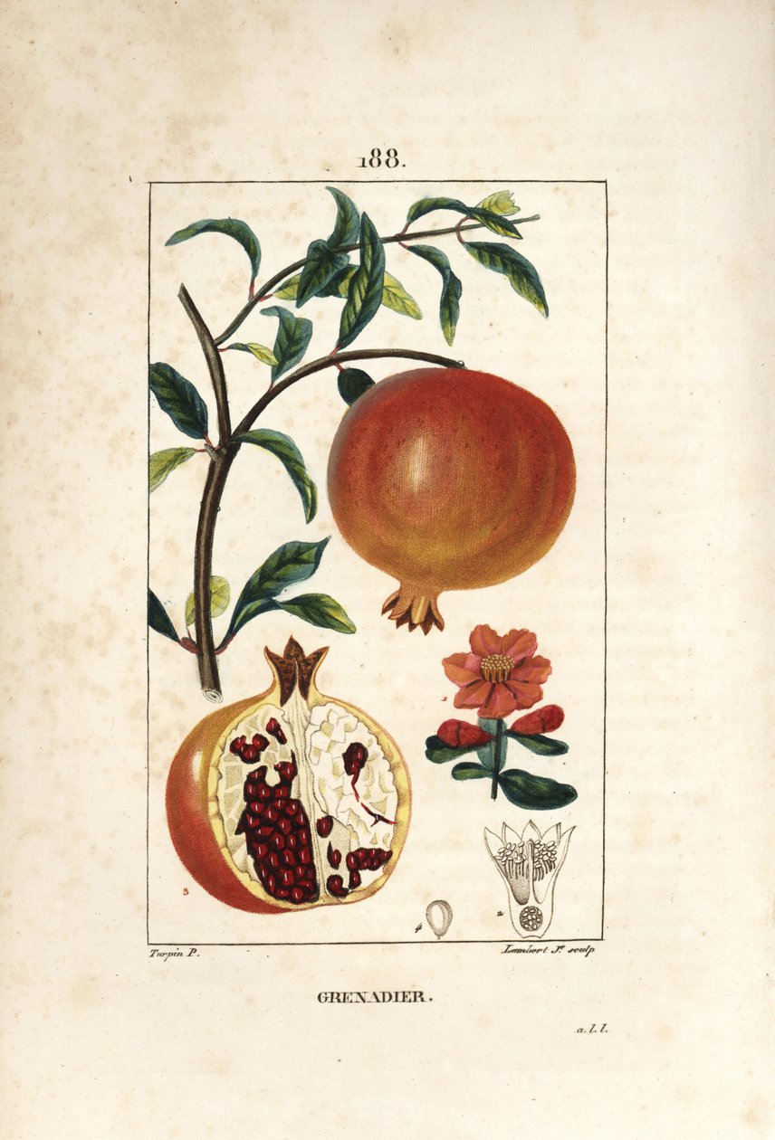 Melograno da Pierre Jean Francois Turpin