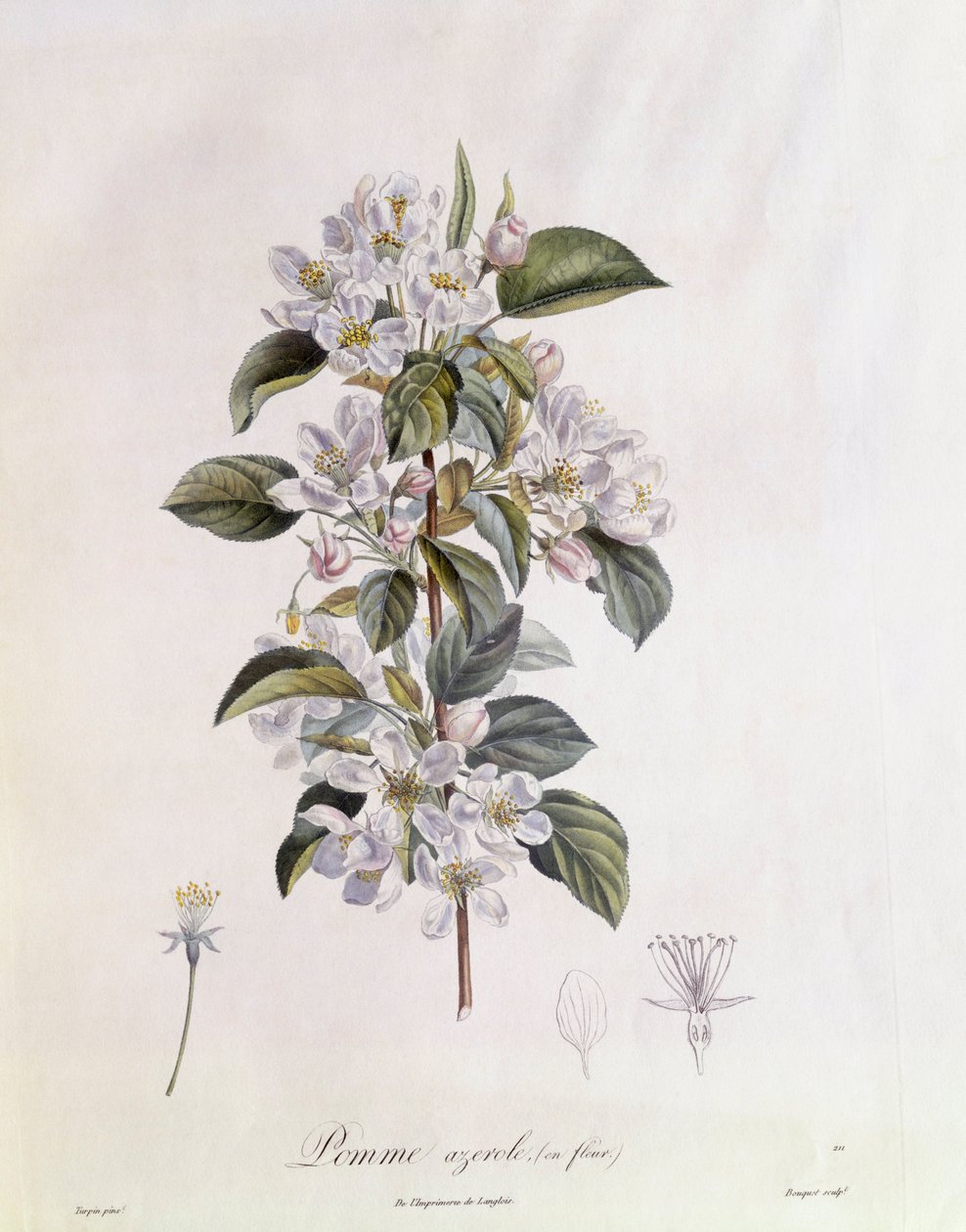 Fiore di biancospino (Crataegus azarolus), tavola botanica di Pierre Jean Francois Turpin da Pierre Jean Francois Turpin