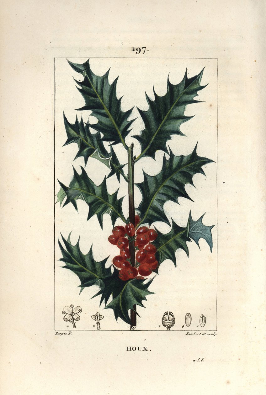 Agrifoglio, Ilex aquifolium, con foglie spinose e bacche rosse da Pierre Jean Francois Turpin
