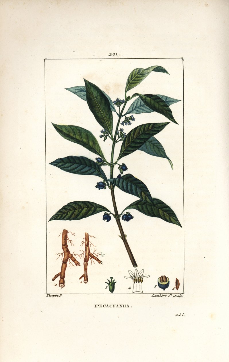Ipeca o Ipecacuana da Pierre Jean Francois Turpin