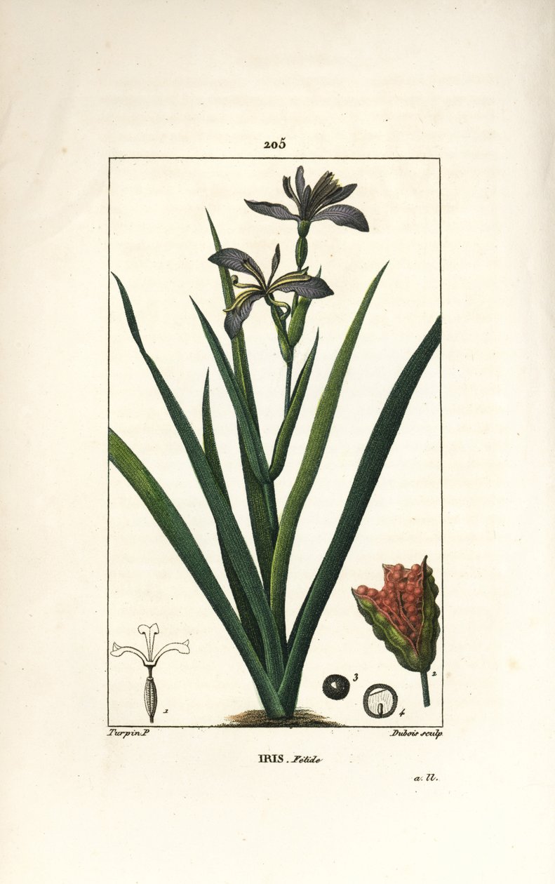 Iris fetido - Iris fetido, Iris foetida, con fiore, foglia e baccello. Incisione a puntasecca colorata a mano di Dubois da un disegno di Pierre Jean-Francois Turpin da 