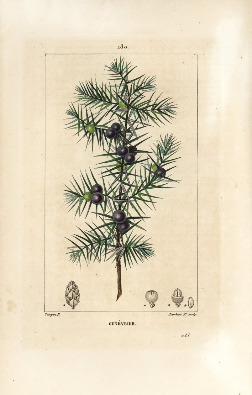 Ginepro, Juniperus vulgaris, con foglia, bacca e stelo. Incisione a puntasecca colorata a mano di Lambert Junior da un disegno di Pierre Jean-Francois Turpin da 