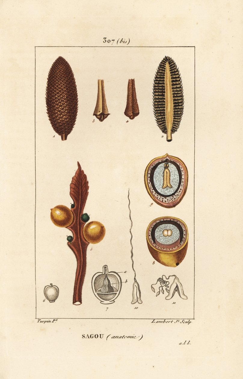 Grande ramo o grandi semi di cycas - Cycas circinalis, mostrando seme e sezione. Incisione a puntasecca colorata a mano di Lambert Junior da un disegno di Pierre Jean-Francois Turpin da Pierre Jean Francois Turpin