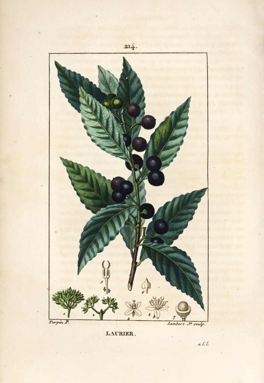Albero di alloro, Laurus nobilis, con foglia, bacca e seme da Pierre Jean Francois Turpin