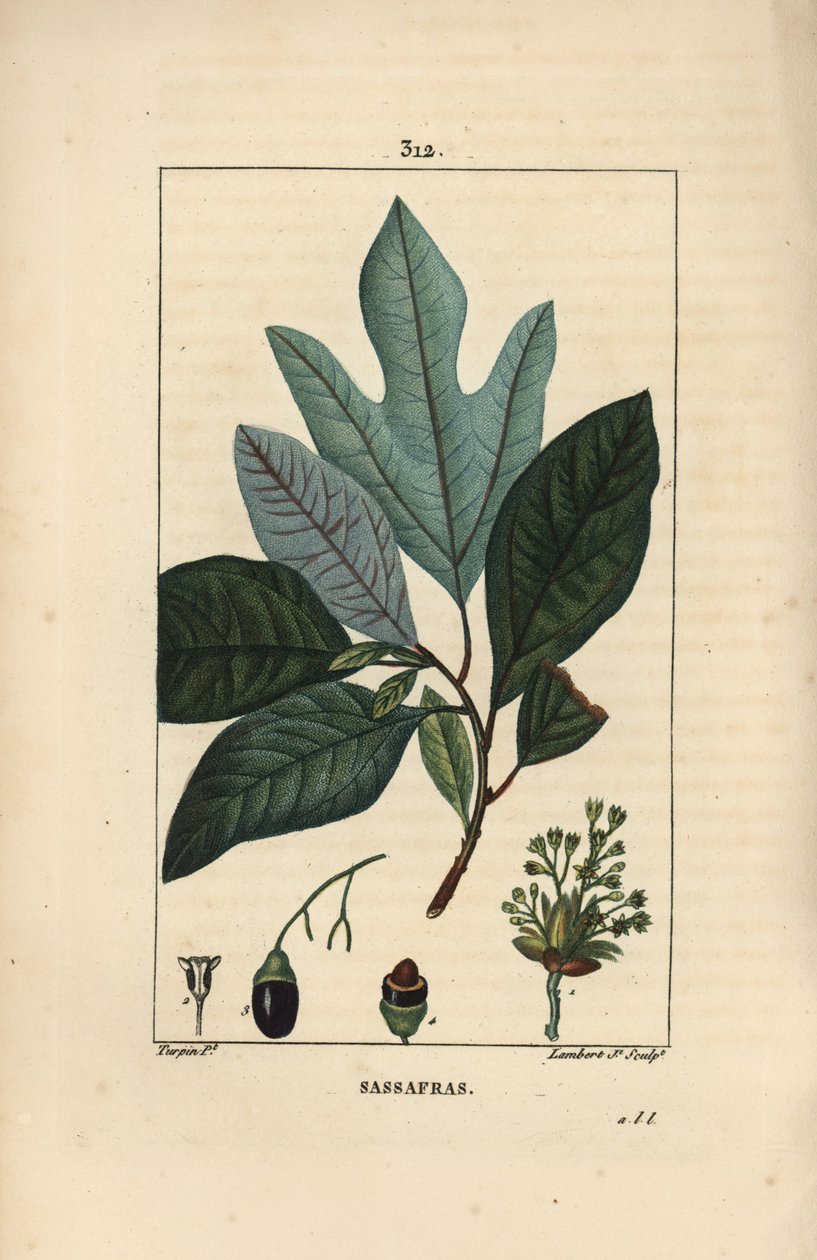 Sassafras bianco, Sassafras albidum, con fiore, foglia, frutto e seme da Pierre Jean Francois Turpin