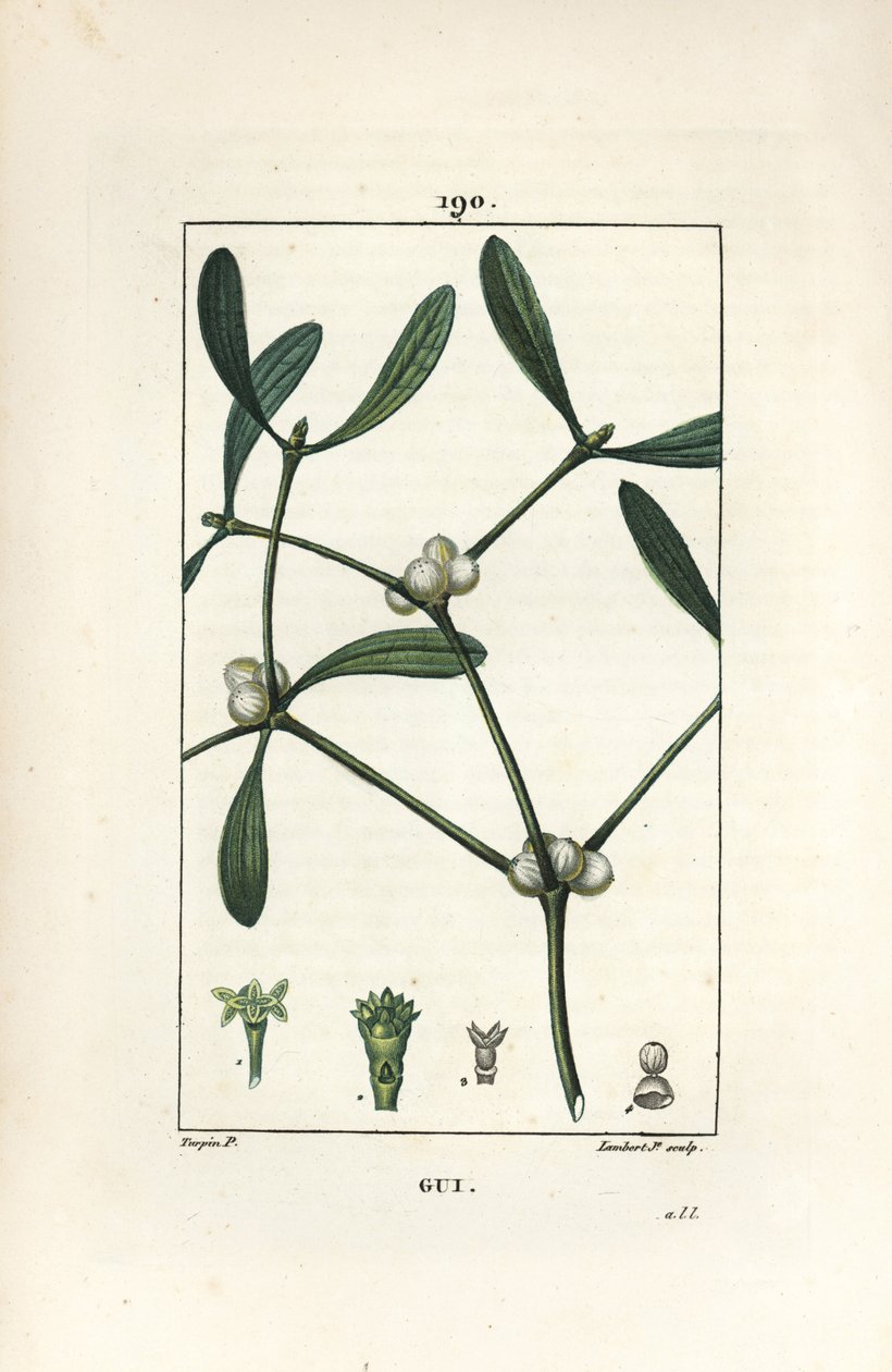 Vischio da Pierre Jean Francois Turpin