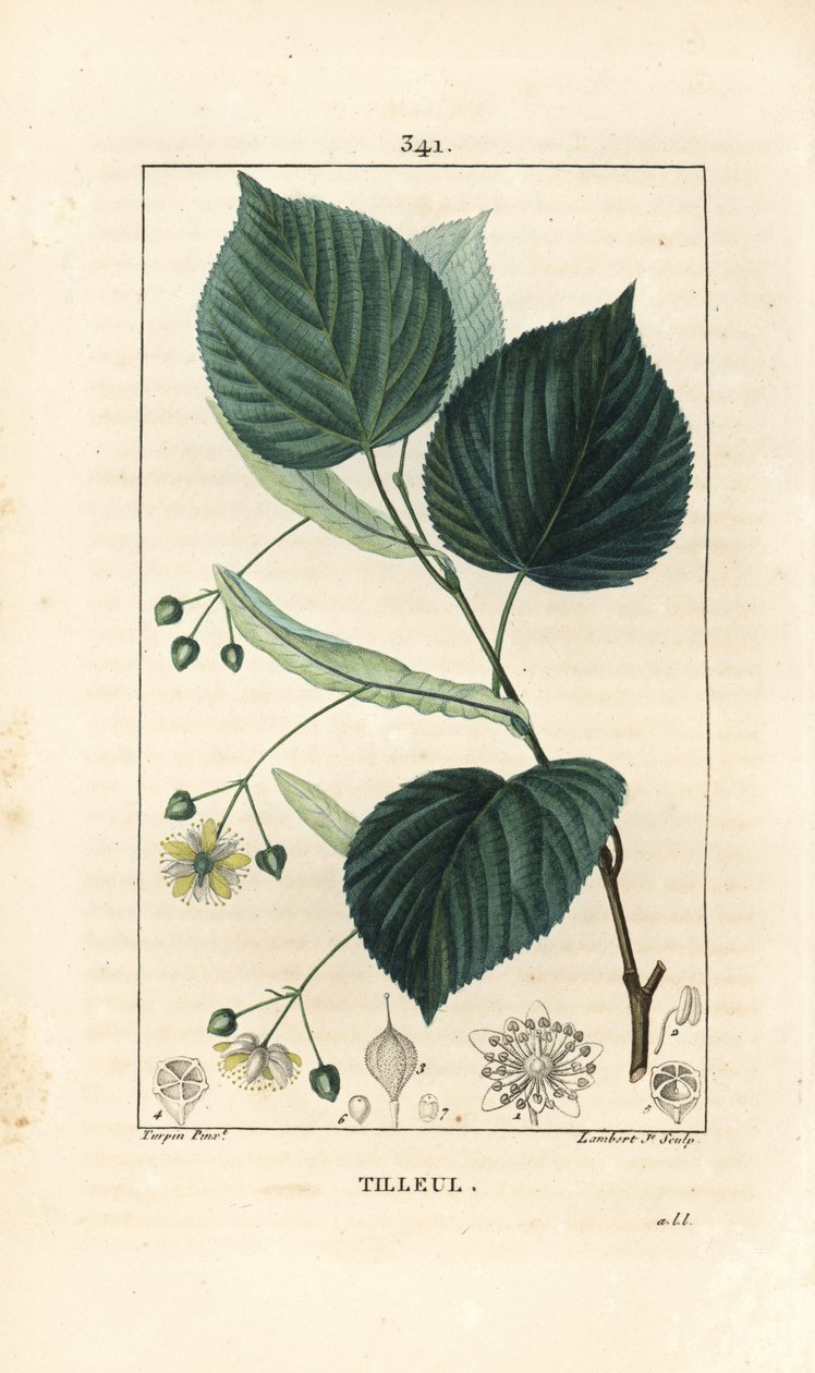 Tiglio, Tilia europea da Pierre Jean Francois Turpin
