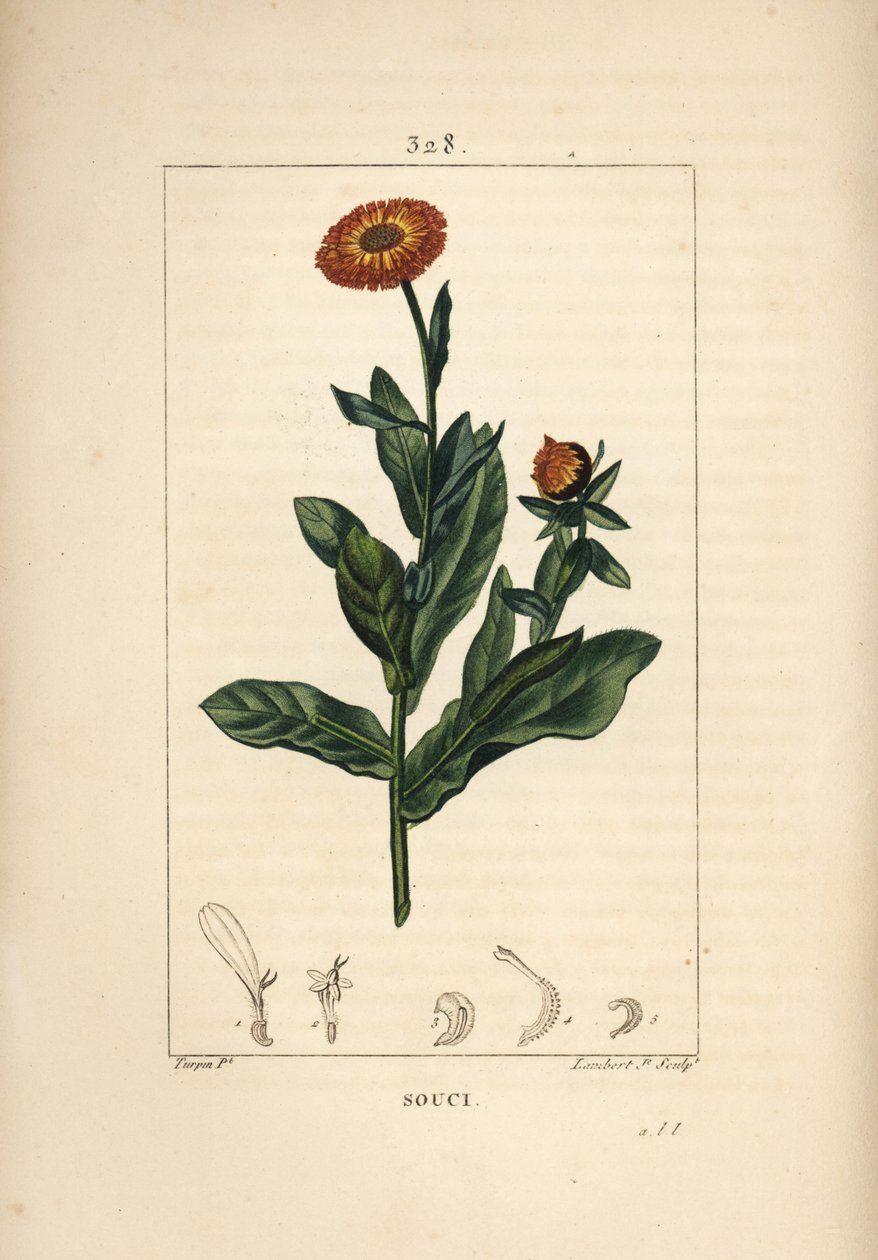 Calendula, Calendula officinalis, con fiore, foglia e stelo da Pierre Jean Francois Turpin