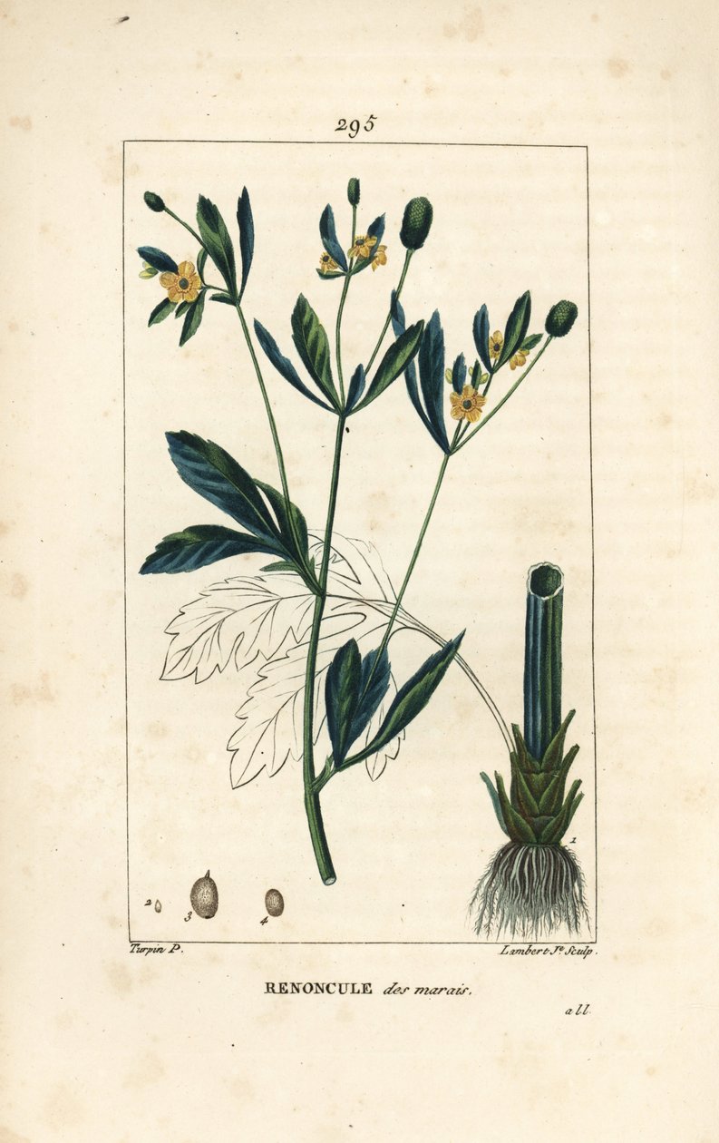 Caltha palustre, popolazione palustre o calendula d