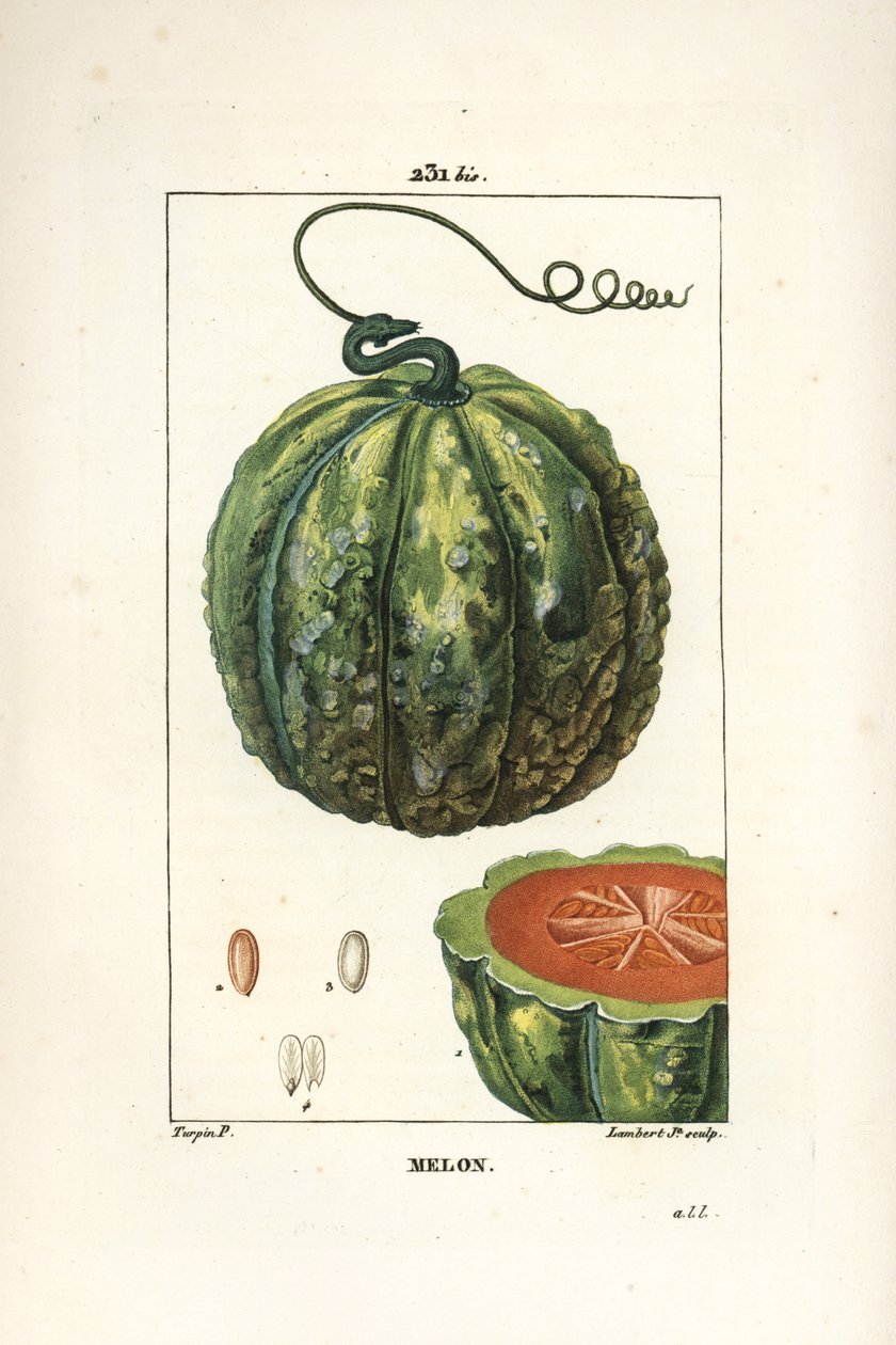 Melone, Cucumis melo da Pierre Jean Francois Turpin