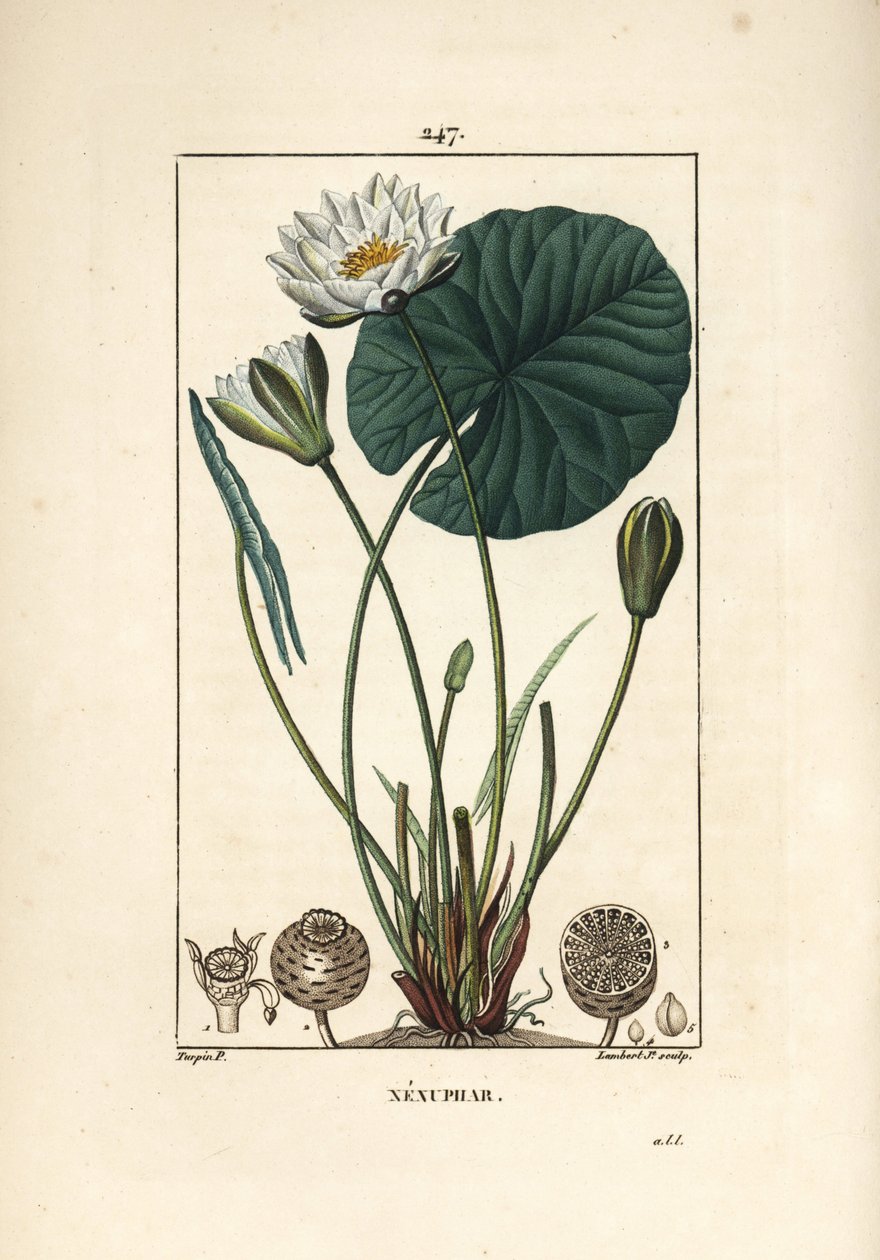 Ninfea bianca da Pierre Jean Francois Turpin