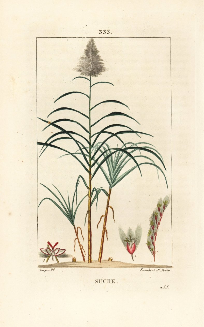 Canna nobile - Canna da zucchero da Pierre Jean Francois Turpin
