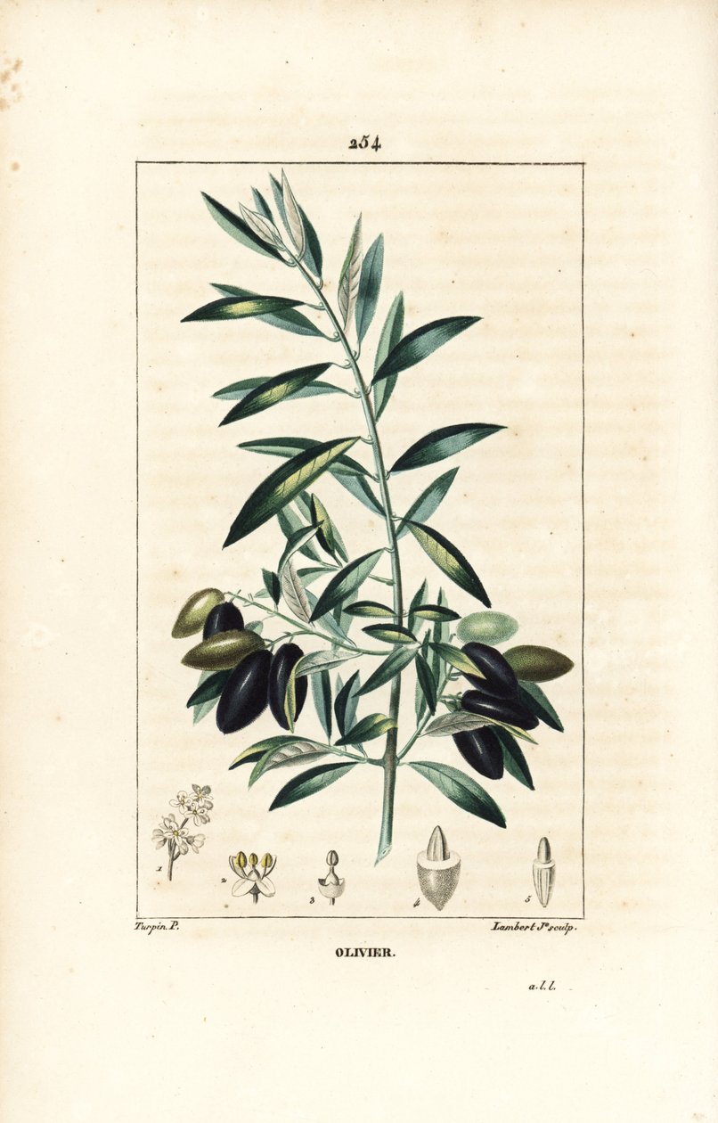 Olivier - Ulivo, Olea europaea, con foglia, ramo, frutto e seme. Incisione a puntasecca colorata a mano di Lambert Junior da un disegno di Pierre Jean-Francois Turpin da Chaumeton, Poiret e Chamberet