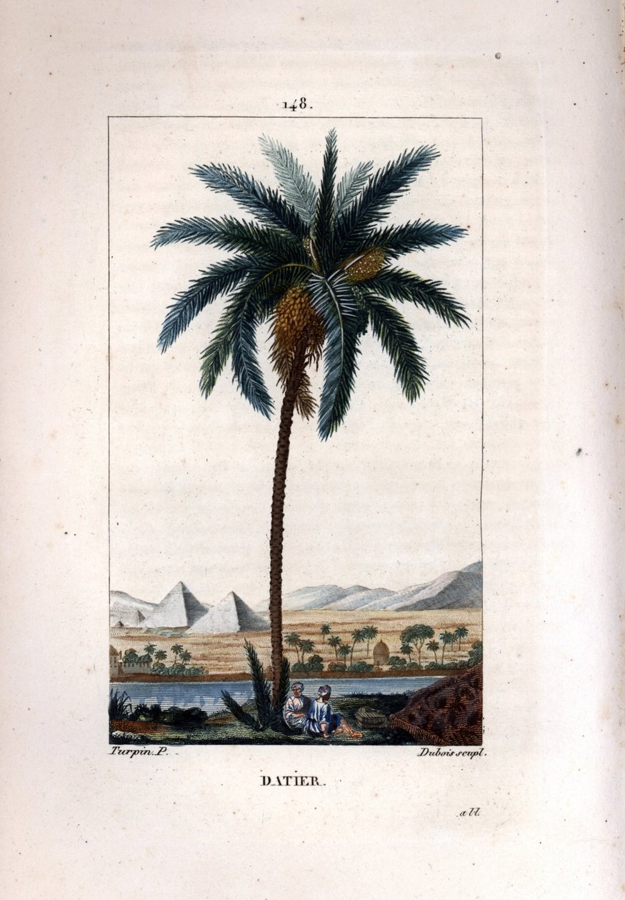 Palma da datteri, Phoenix dactylifera, con frutto e foglie su sfondo di piramidi e fiume da Pierre Jean Francois Turpin