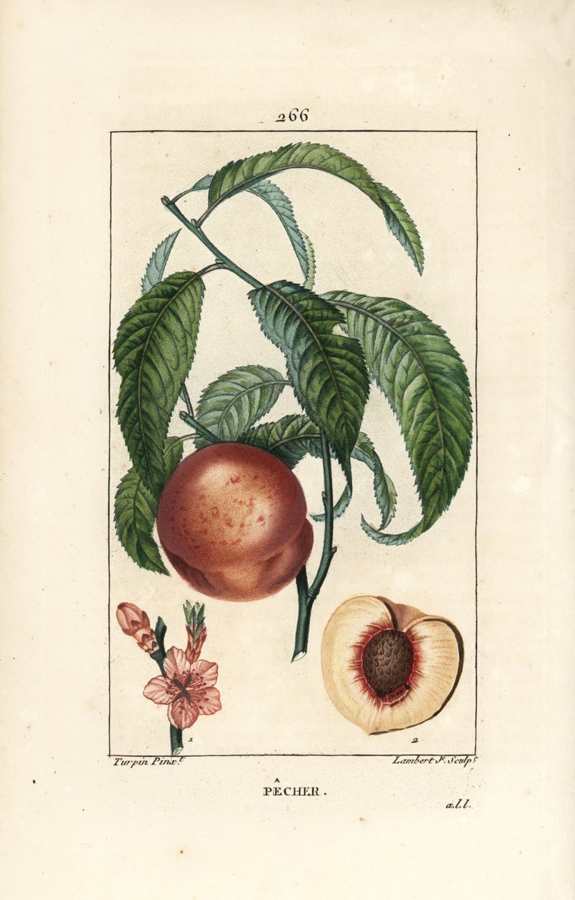 Pesco da Pierre Jean Francois Turpin