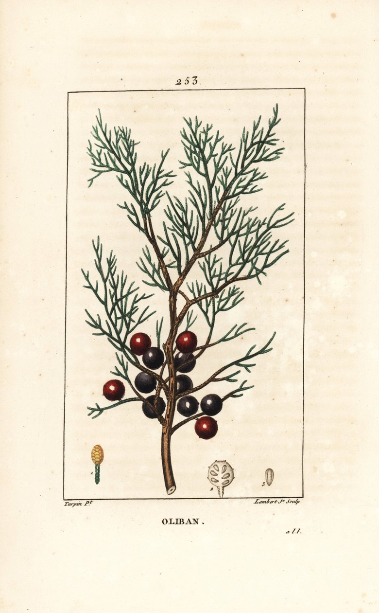 Ginepro fenicio, Juniperus phoenicea da Pierre Jean Francois Turpin