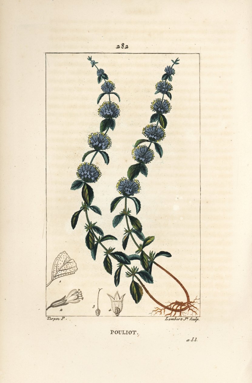 Menta puleggio, Mentha pulegium, con fiore, foglia, stelo, radice e seme da Pierre Jean Francois Turpin