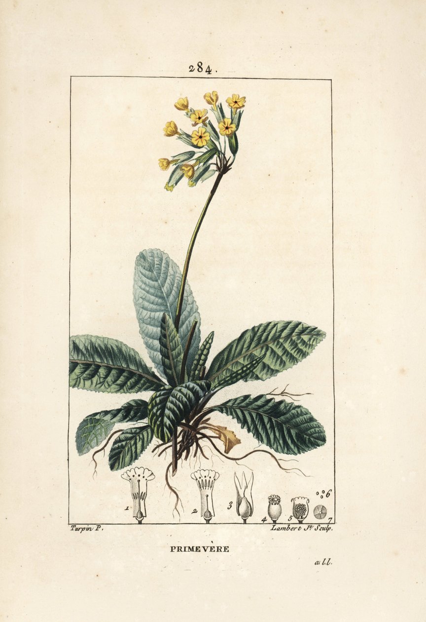 Primula officinale da Pierre Jean Francois Turpin