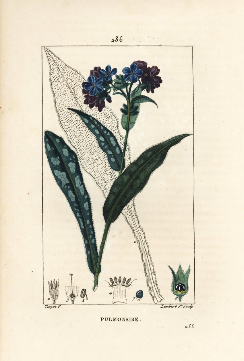 Polmonaria officinale, Pulmonaria officinalis, con fiore, foglia, stelo e contorno della foglia da Pierre Jean Francois Turpin