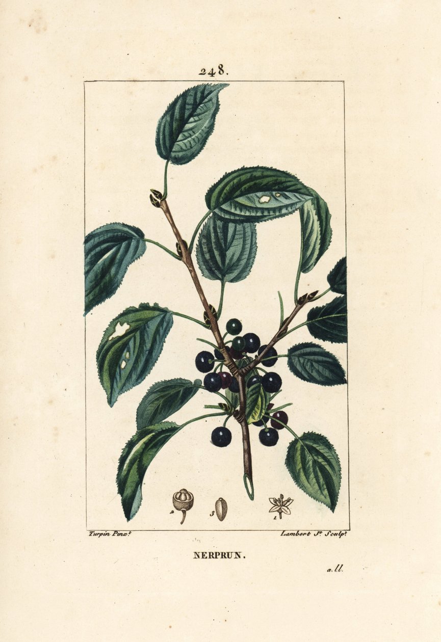 Spino cervino purgativo, Spino cervino catartico o spino cervino officinale - Spino cervino purgante, Rhamnus cathartica da Pierre Jean Francois Turpin
