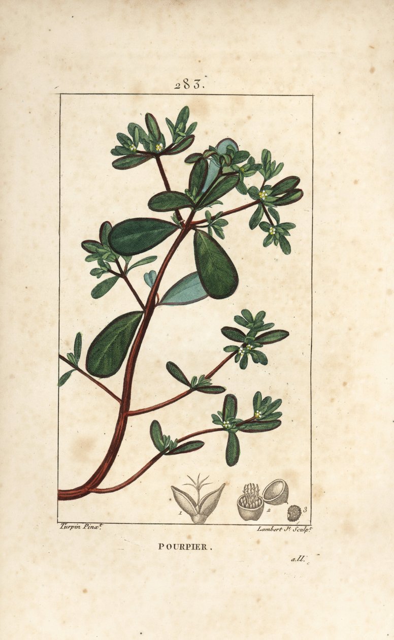 Portulaca oleracea, con foglia, stelo e fiore. Incisione a puntasecca colorata a mano di Lambert Junior da un disegno di Pierre Jean-Francois Turpin da 