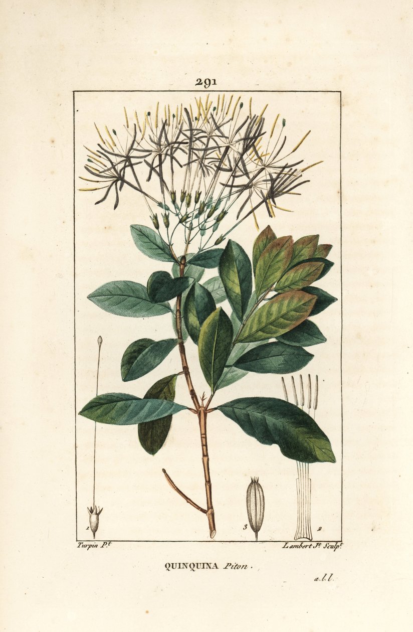 Quinquina piton - Exostema sanctae-luciae (sin. Cinchona floribunda), con fiore, foglia, stelo e seme da Pierre Jean Francois Turpin