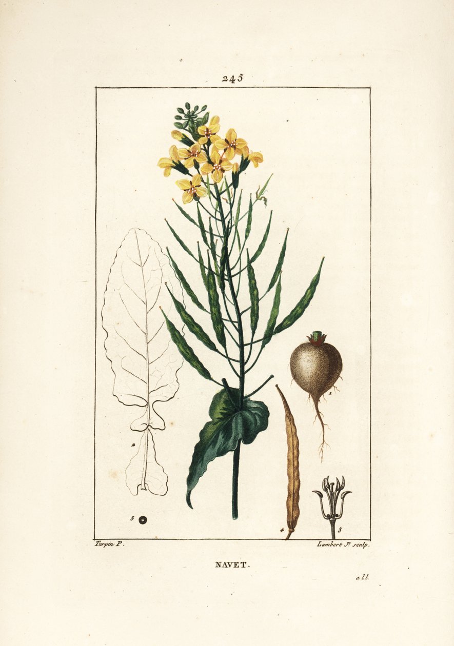 Colza, Brassica napus da Pierre Jean Francois Turpin
