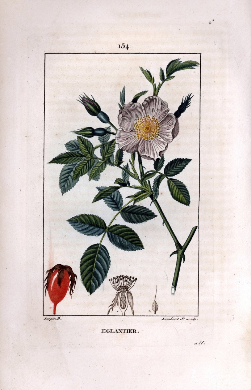 Ramo di rosa canina con bacca e rosa da Pierre Jean Francois Turpin