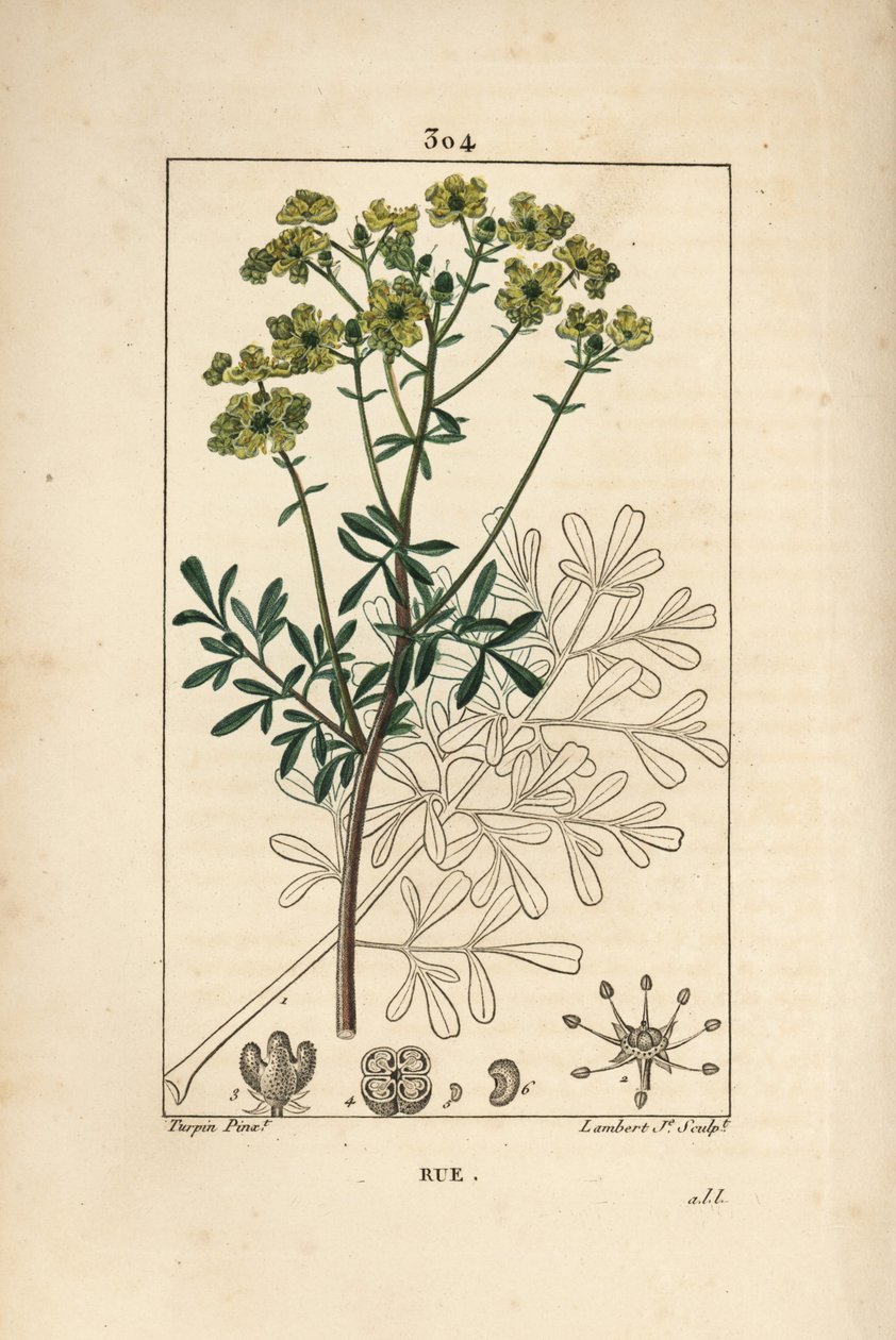 Ruta graveolens, mostrando fiore, foglia, stelo, seme e contorno. Incisione a puntasecca colorata a mano di Lambert Junior da un disegno di Pierre Jean-Francois Turpin da Pierre Jean Francois Turpin