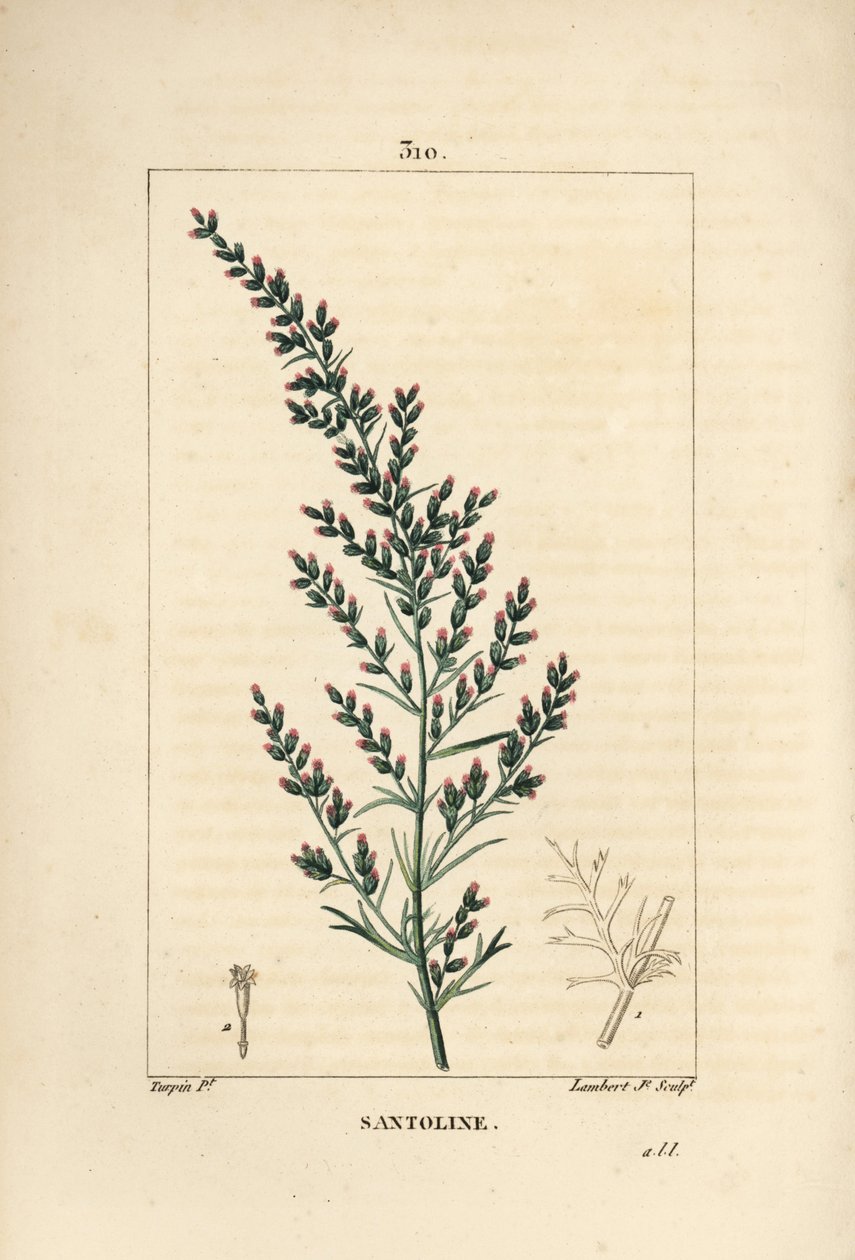 Assenzio varieta - Artemisia santonicum da Pierre Jean Francois Turpin
