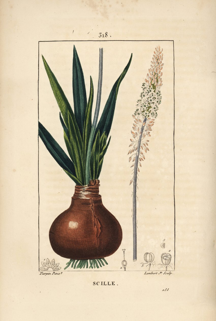 Scilla marittima, Drimia maritima, con bulbo, foglia, stelo e fiore da Pierre Jean Francois Turpin