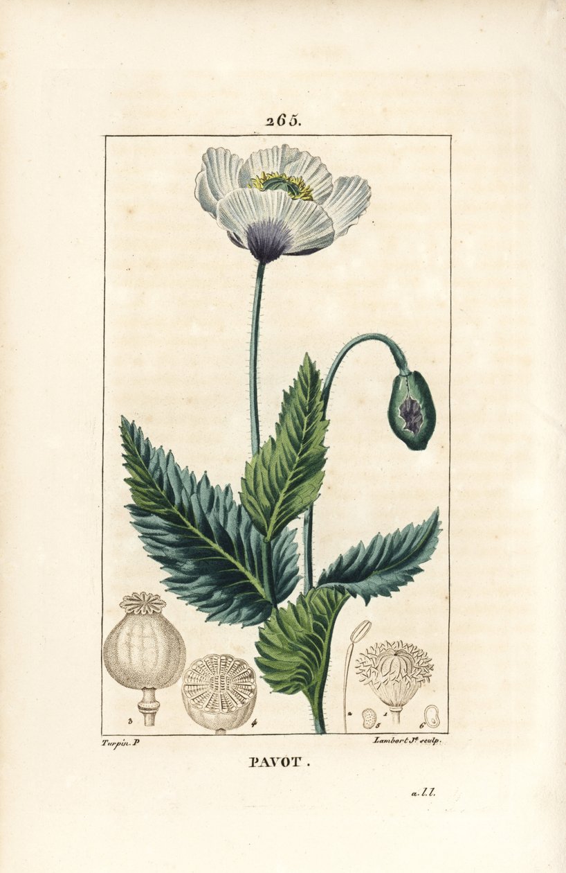 Papavero da oppio da Pierre Jean Francois Turpin