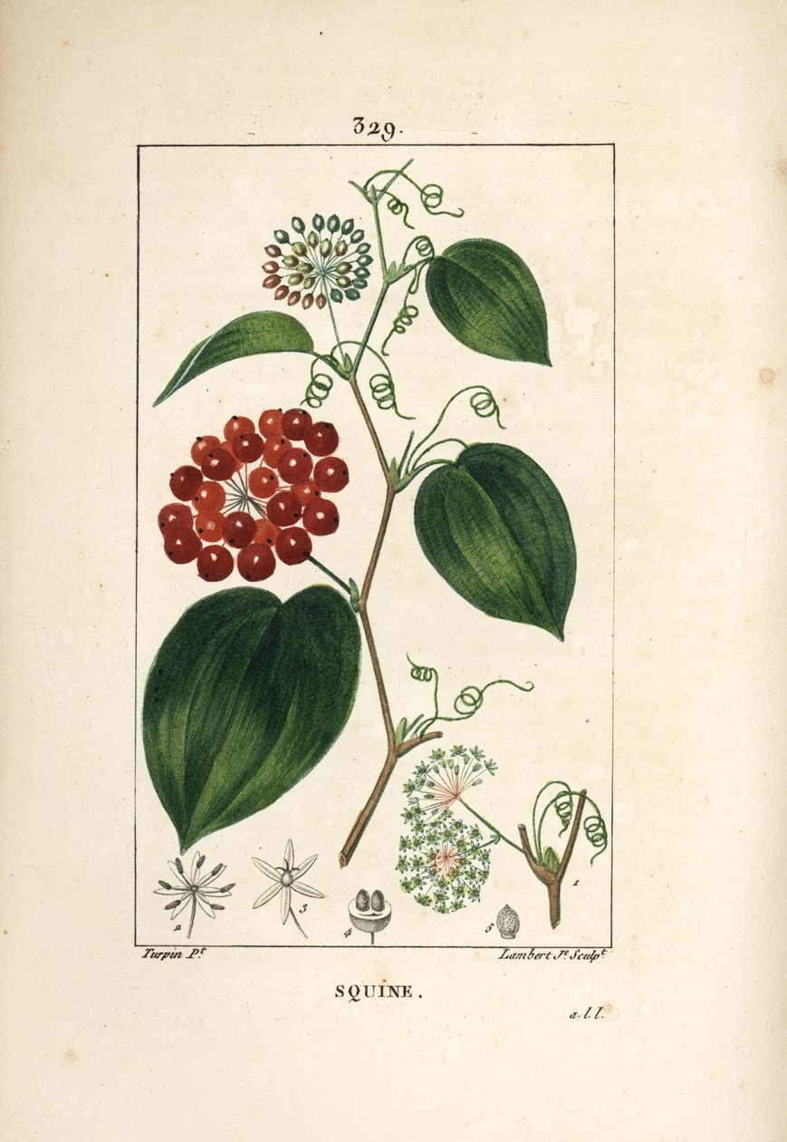 Varietà di Smilax - Smilax cinese, con fiore, viticcio, foglia e frutto da Pierre Jean Francois Turpin