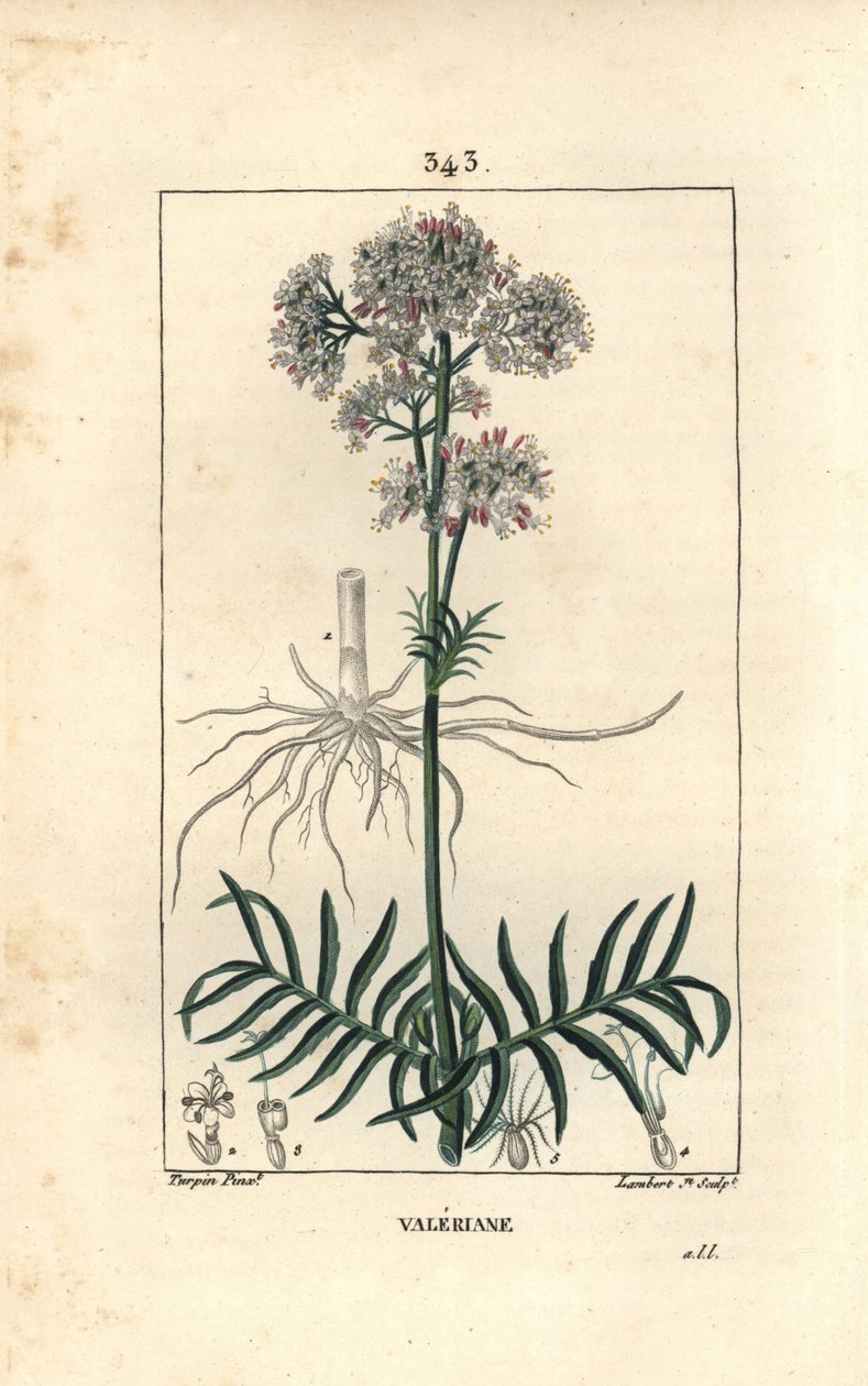 Valeriana delle colline o Valeriana con piccole foglie - Valeriana, Valeriana officinalis, con fiore, foglia, stelo e radice. Incisione a puntasecca colorata a mano di Lambert Junior da un disegno di Pierre Jean-Francois Turpin da Pierre Jean Francois Turpin