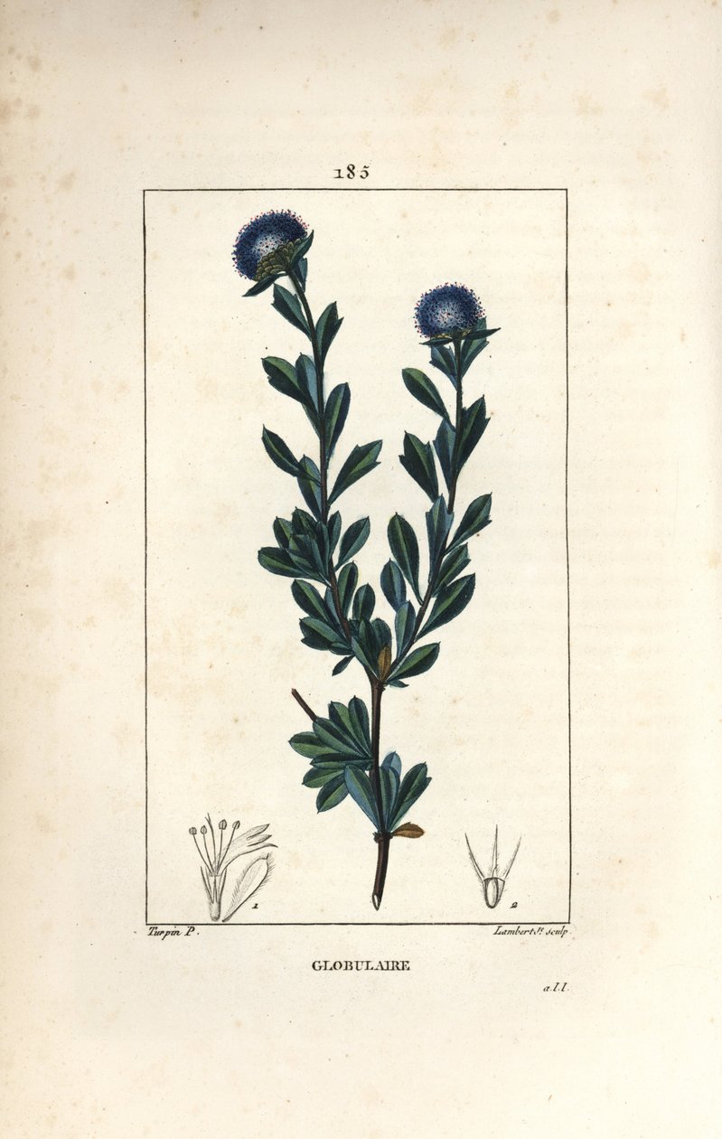 Varietà di globularia - Globularia fruticosa a tre denti da Pierre Jean Francois Turpin