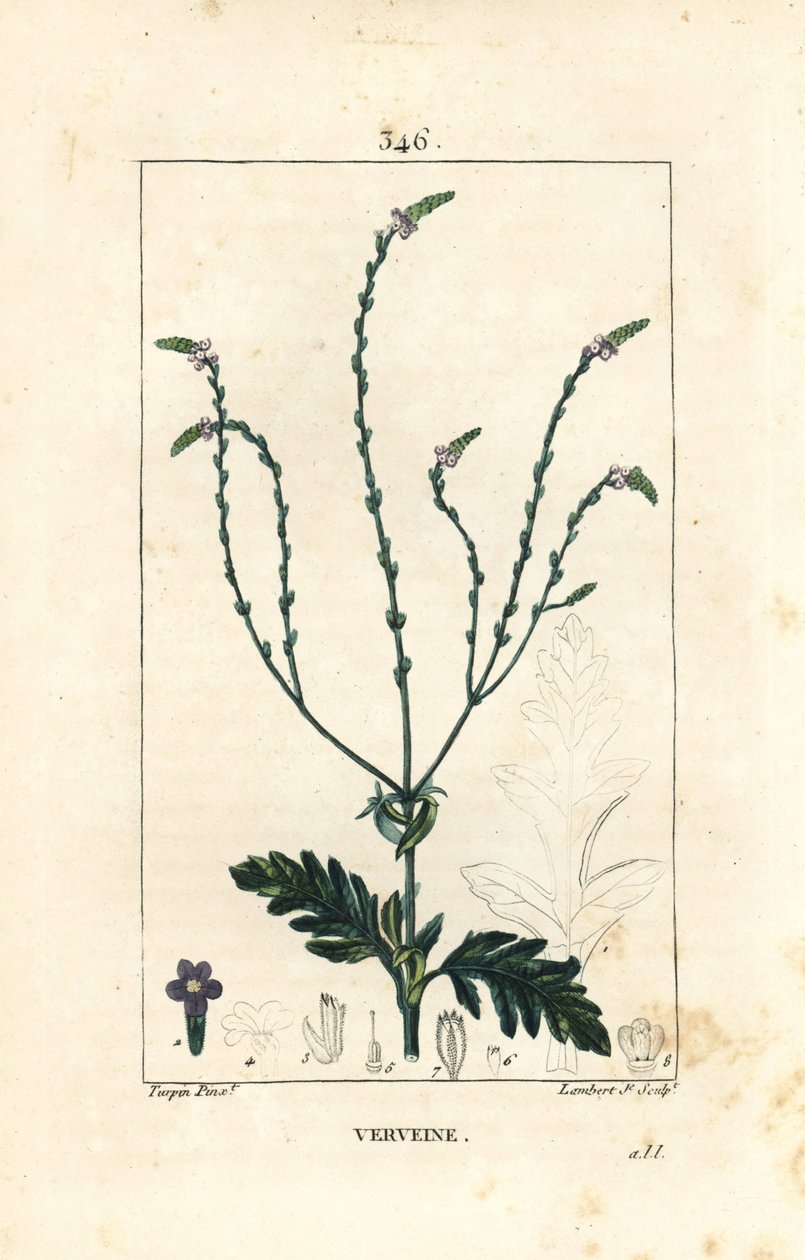 Verbena o Erba Sacra, Vena di Venere o Erba delle Streghe - Verbena officinalis da Pierre Jean Francois Turpin