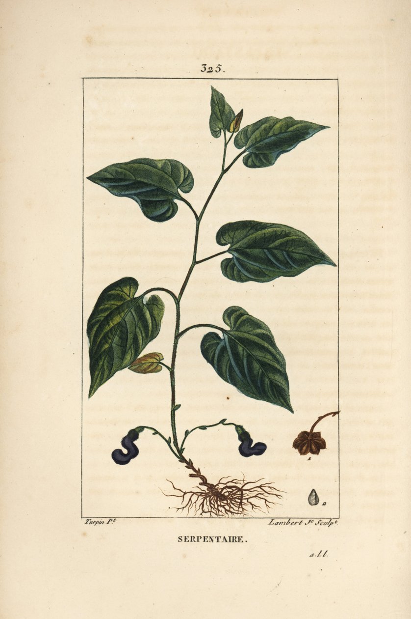 Serpentaria della Virginia - Aristolochia serpentaria da Pierre Jean Francois Turpin