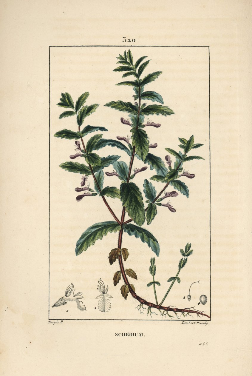 Teucrium scordium, mostrando fiore, foglia, stelo e radici. Incisione a puntasecca colorata a mano di Lambert Junior da un disegno di Pierre Jean-Francois Turpin da Pierre Jean Francois Turpin