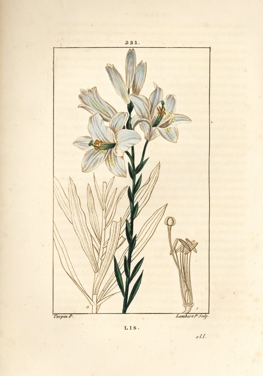 Giglio bianco o giglio della Madonna - Giglio bianco, Lilium candidum. Incisione a puntasecca colorata a mano di Lambert Junior da un disegno di Pierre Jean-Francois Turpin da 