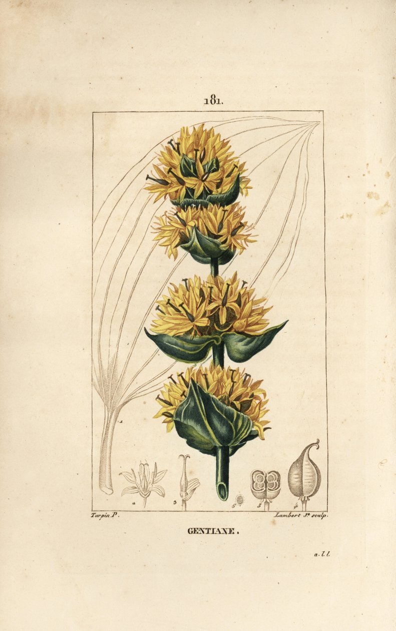 Genziana gialla o grande genziana - Genziana, Gentiana lutea. Incisione a puntasecca colorata a mano di Lambert Junior da un disegno di Pierre Jean-Francois Turpin da 