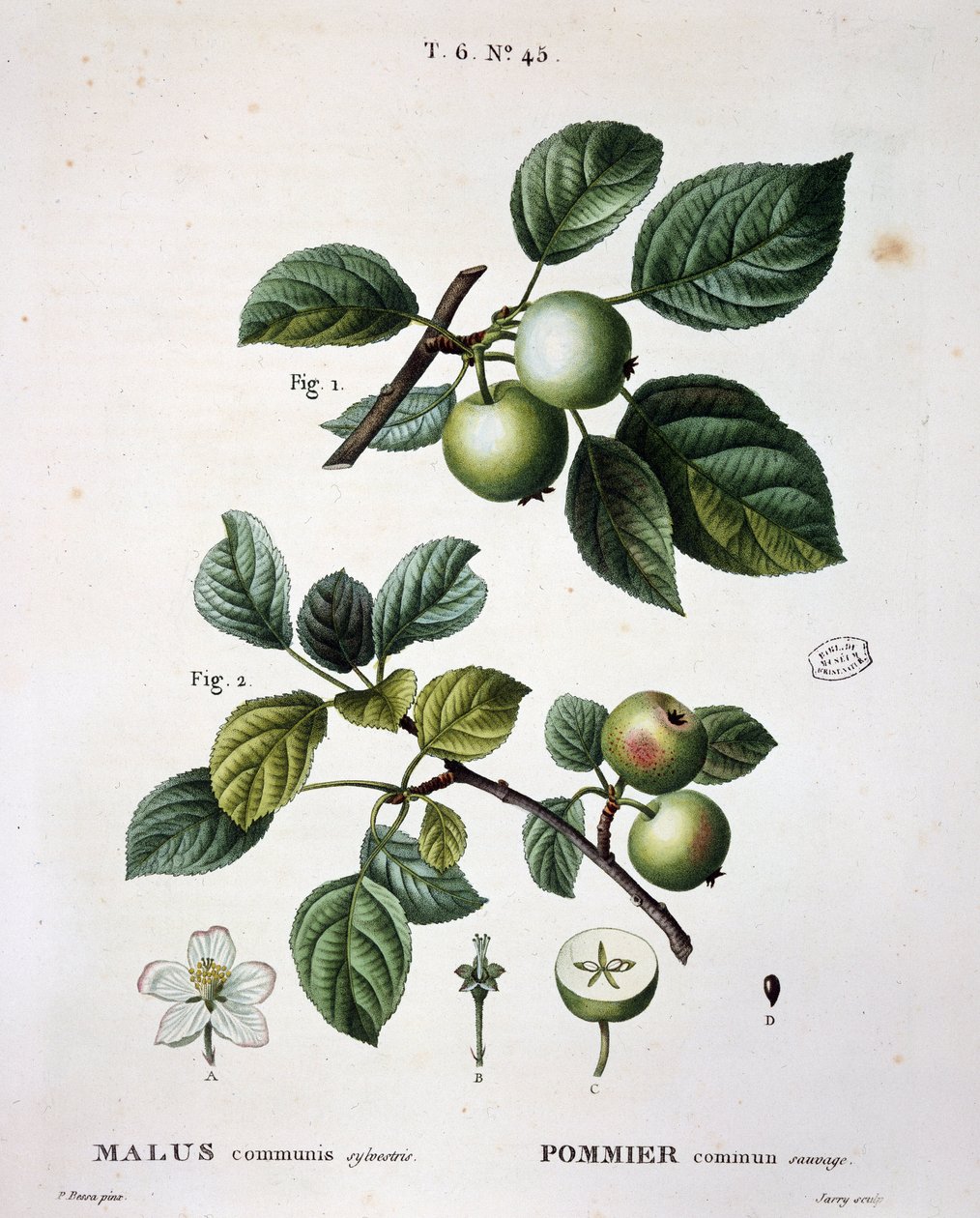Melo mier commun sauvage - in "Nouveau Duhamel du Monceau ou traité des arbres et arbusti che si coltivano in Francia", figure secondo i disegni di P.J. Redoute e P. Bessa, Parigi da Pierre Joseph (after) Redoute